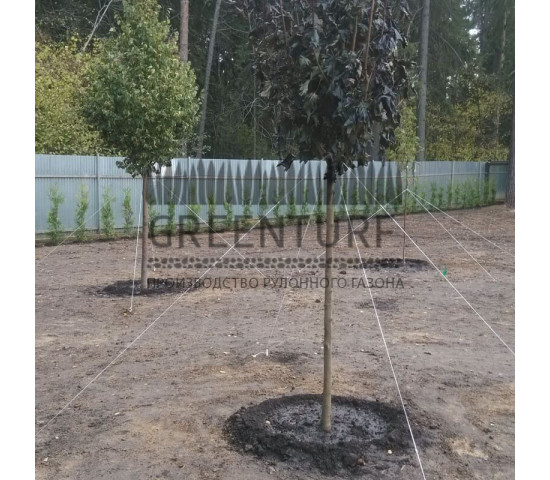 Озеленение частного домовладения - фото - 12