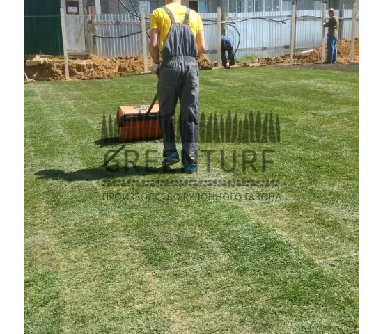 Озеленение придомовой территории - фото - 7